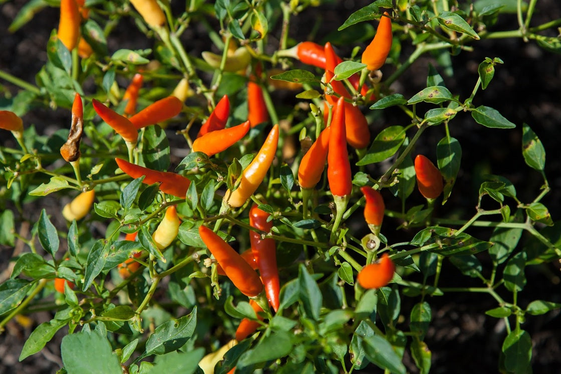 How to Spice Up Any Meal with Chili Sauce