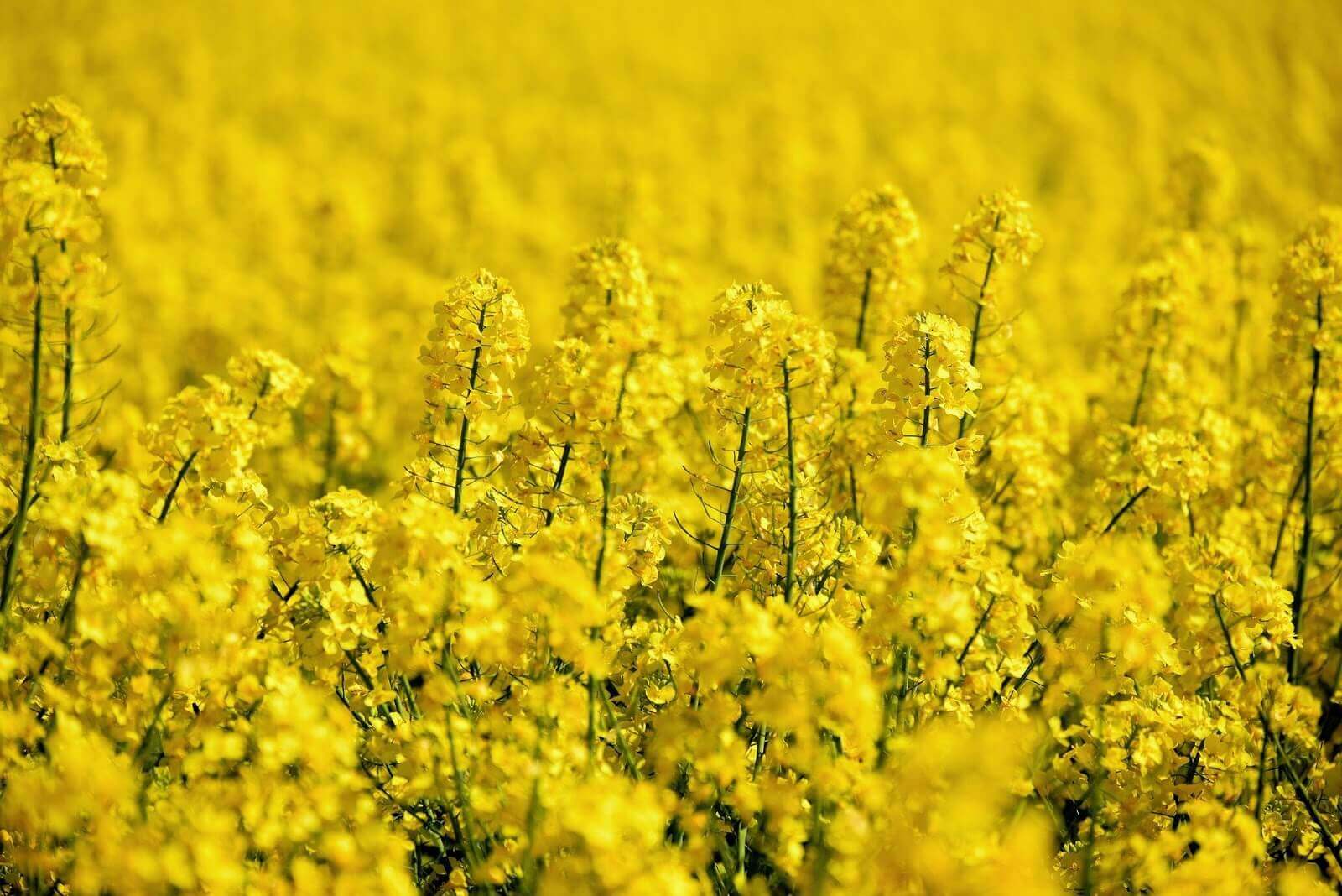 The Seed Oil Controversy: Separating Myths from Science
